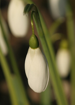 galanthus_magnet_2682.jpg