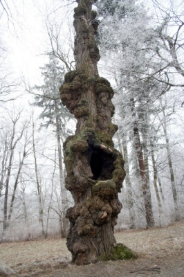 Maserknollenbaum.jpg