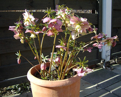 Imgp5185-Helle.jpg