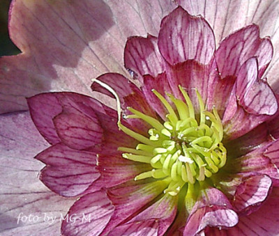Imgp5127-aus.jpg