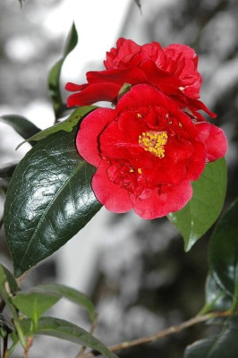 Camellia-Bob-Hope2a.JPG