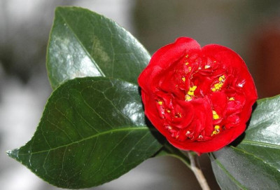 Camellia-Bob-Hope4.JPG