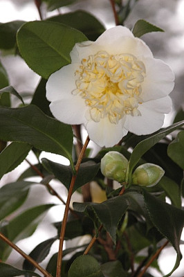 Camellia-Jurys-Yellow4a.JPG