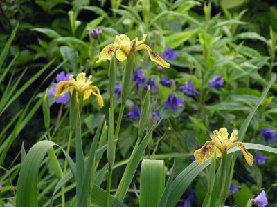 iris_pseudacorus_berlin_tiger2.jpg