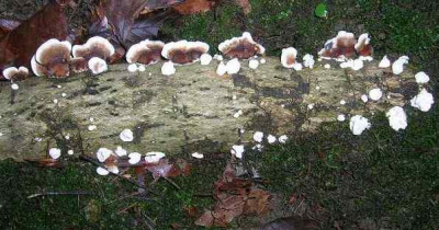 Wald_-_Stockschwammchen.jpg