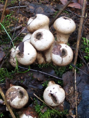 Birnenstaubling.jpg