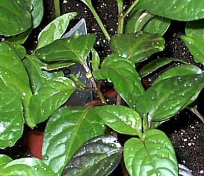 Chiliblute25.02.06_002.jpg