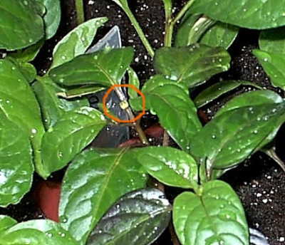 Chiliblute1.25.02.06_002.jpg