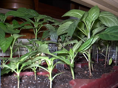 Chilies26.02.06_002.jpg