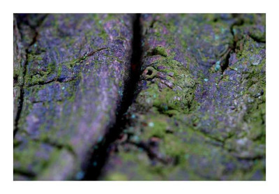 Eichenrinde_2_26-02-06.jpg