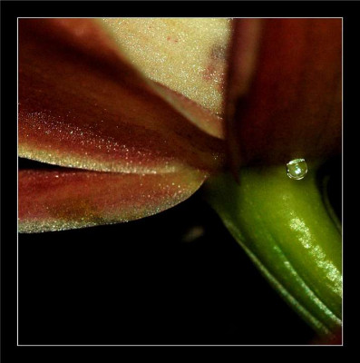 Orchidee_1_25-02-06.jpg