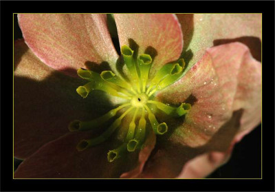 Helleborus_1_25-02-06.jpg