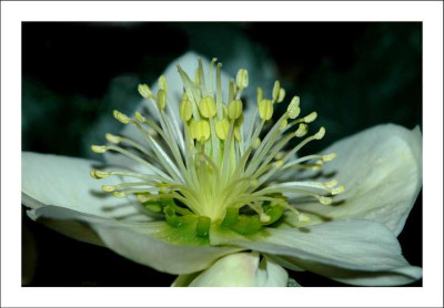 Helleborus_2_25-02-06.jpg