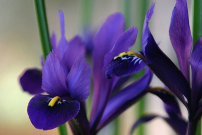 Iris-Feb-01.jpg