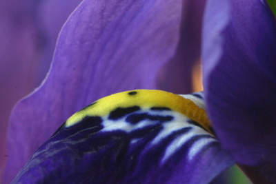 Iris-Feb-02.jpg