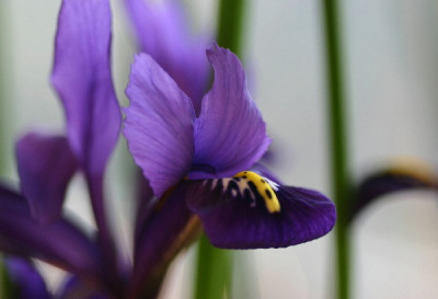 Iris-Feb-03.jpg
