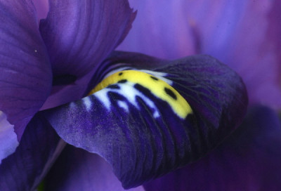 Iris-Feb-04.jpg