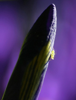 Iris-Feb-05.jpg