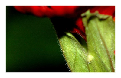 Primula_rot_4_26-02-06.jpg