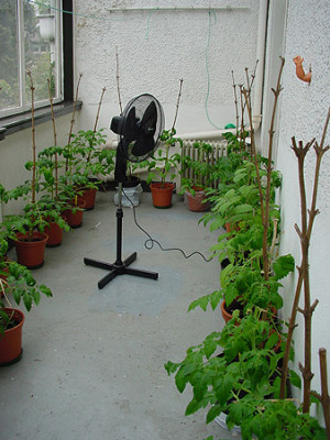 tomaten_bestaeubung.jpg