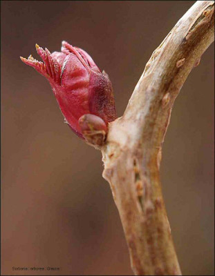 Sorbaria.jpg