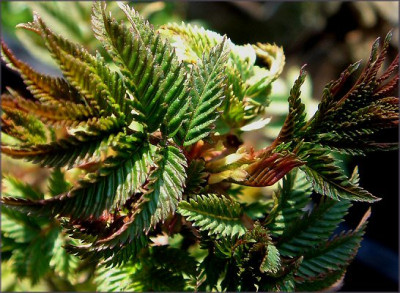 Sorbaria_kirilowii_Glauca.jpg