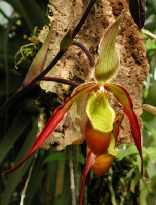 Phragmipedium_Sorcerers_Apprentice.jpg