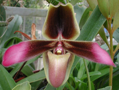 Paphiopedilum_hirsutissimum.JPG