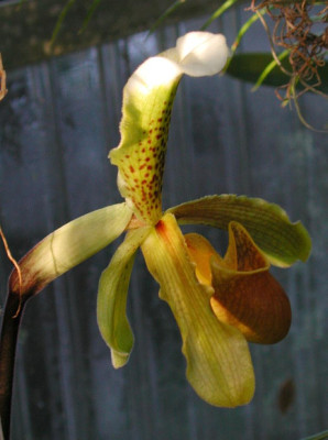 Paphiopedilum_insigne.JPG