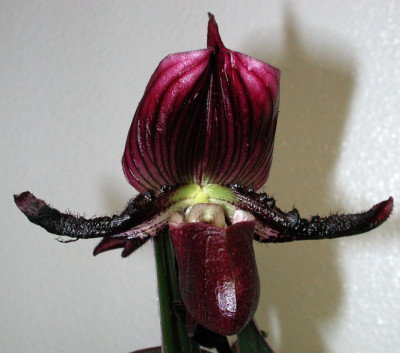 Paphiopedilum_Vinicolor-Maudiae.jpg