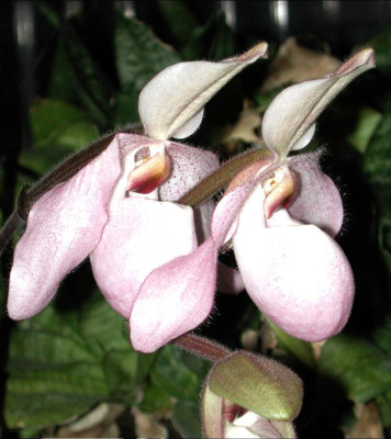 Paphiopedilum_Delophyllum.jpg