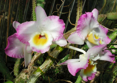Dendrobium_nobile_Hybride.jpg