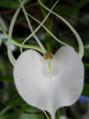 Angraecum_germinyanum_1.jpg