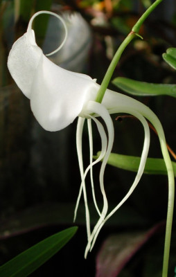 Angraecum_germinyanum_2.JPG