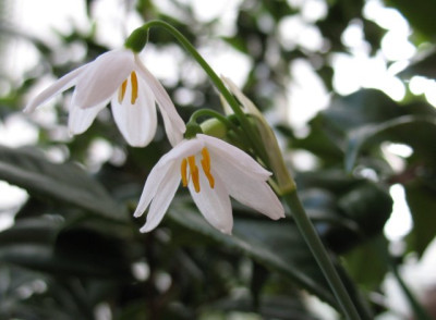 L_tingitanum2302k.jpg