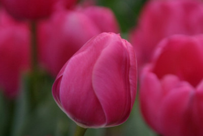 Tulpe-Feb-02.jpg