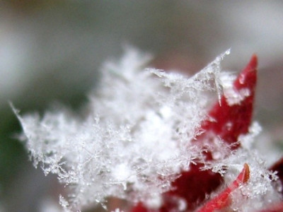 Schneeflocke-auf-Euphorbia-k.jpg