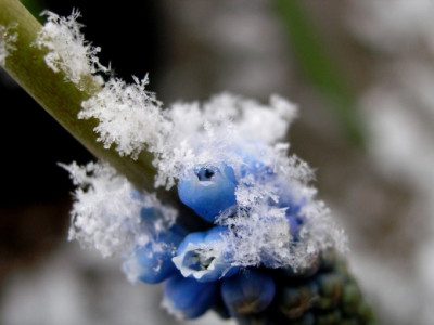Schneeflocke-auf-Traubenhyazinthe-k.jpg