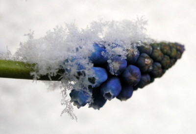 Schneeflocke-auf-Traubenhyazinthe-2-k.jpg