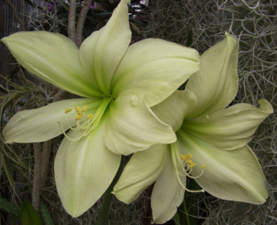 Hippeastrum_Yellow_Pioneer_oder_so.jpg