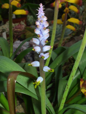 Lachenalia_mutabilis_06.jpg
