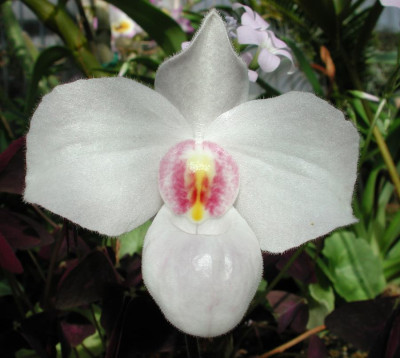 Paphiopedilum_delenatii.JPG