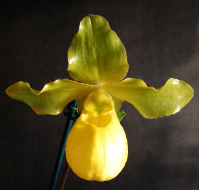 Paphiopedilum_armeniacum_x_primulinum.jpg