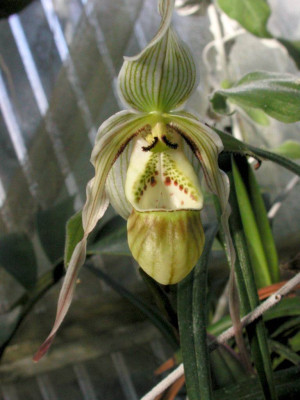 Phragmipedium_pearcei.jpg
