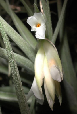 Tillandsia_aeranthos_alba.jpg