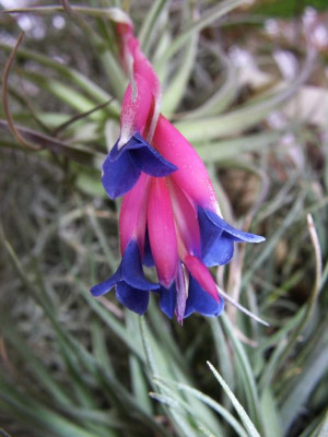 Tillandsia_aeranthos.jpg