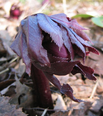 Helleborus_orientalis_20060227_02.jpg