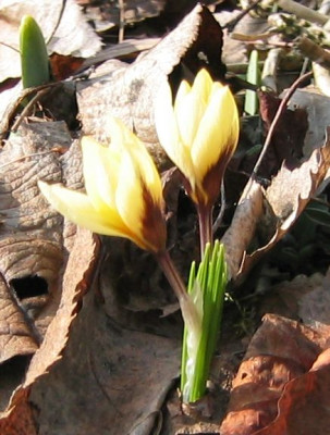Crocus_20060227_03.jpg