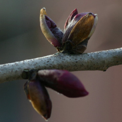 Daphne-Feb-01.jpg
