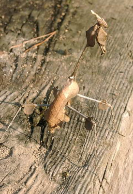 10200036_eminGongylus_gongyloides_w.JPG